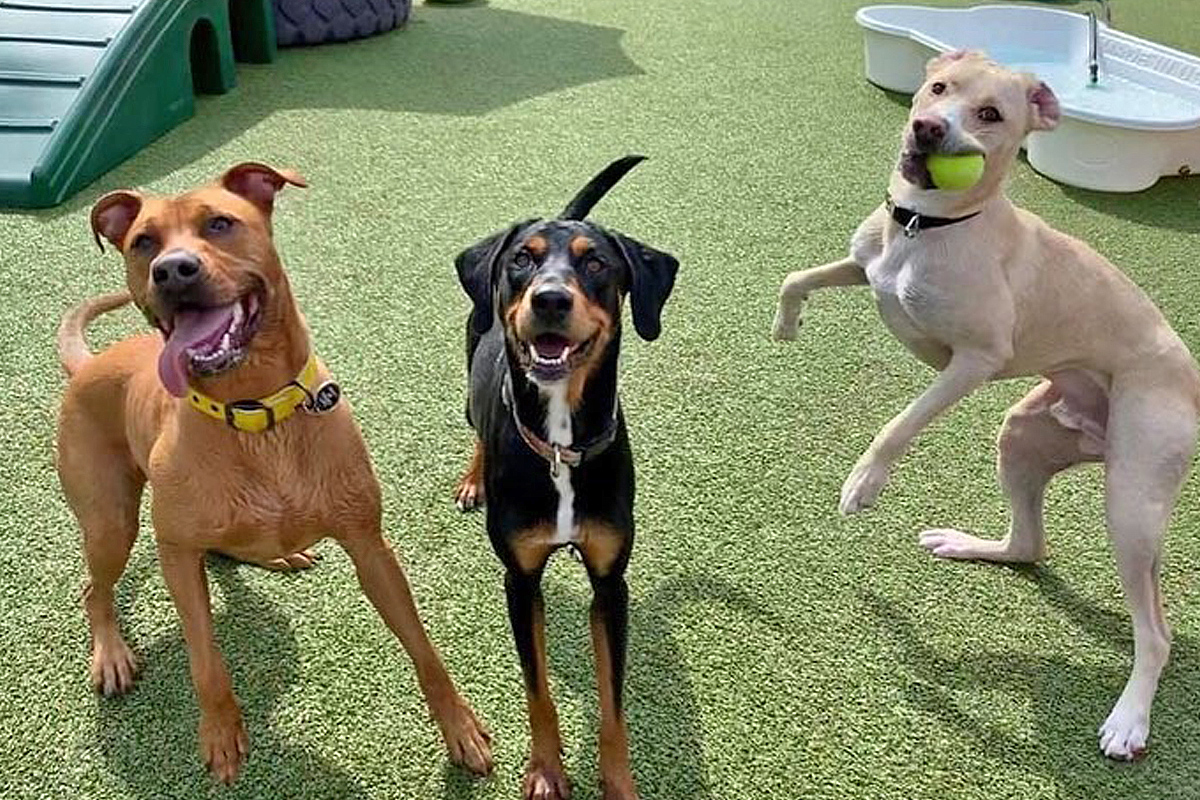 Central Bark West Columbia, SC Doggy Day Care