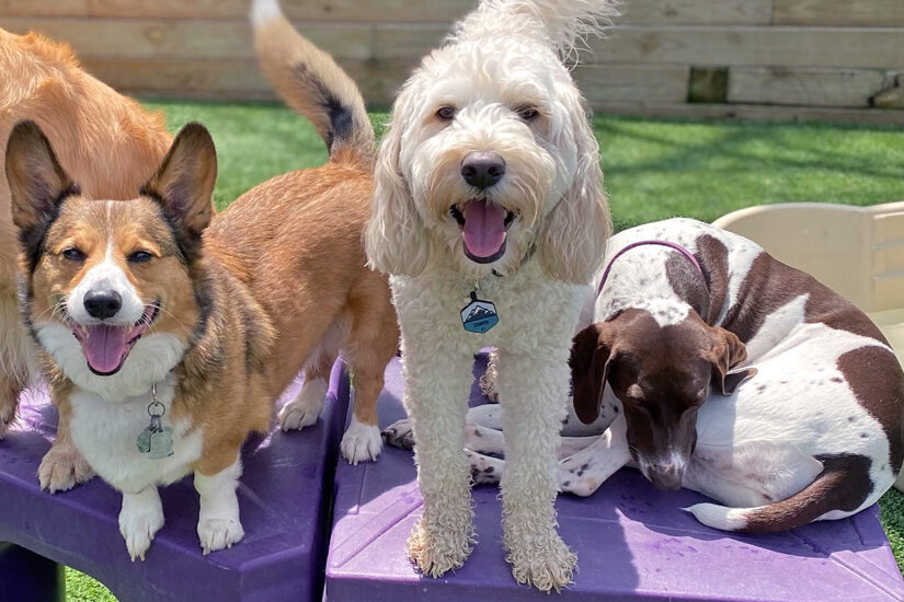 Central Bark West Columbia, SC Doggy Day Care