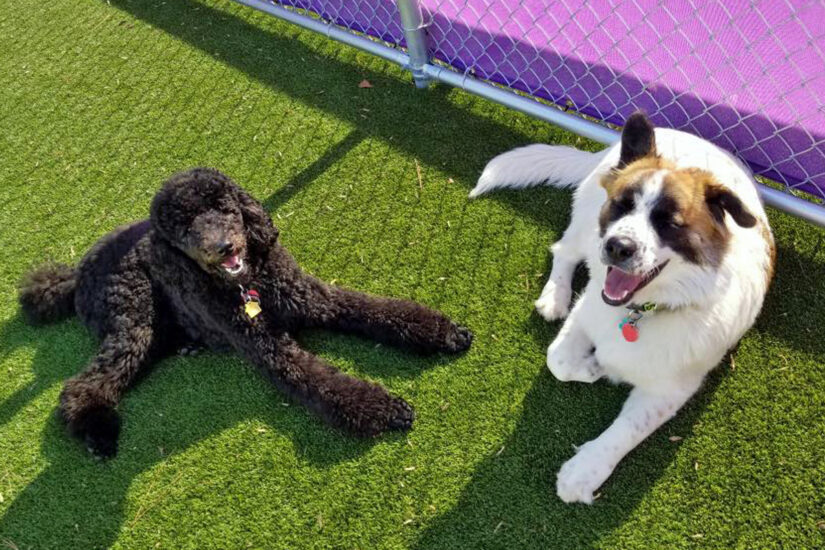 Central Bark West Columbia, SC Doggy Day Care