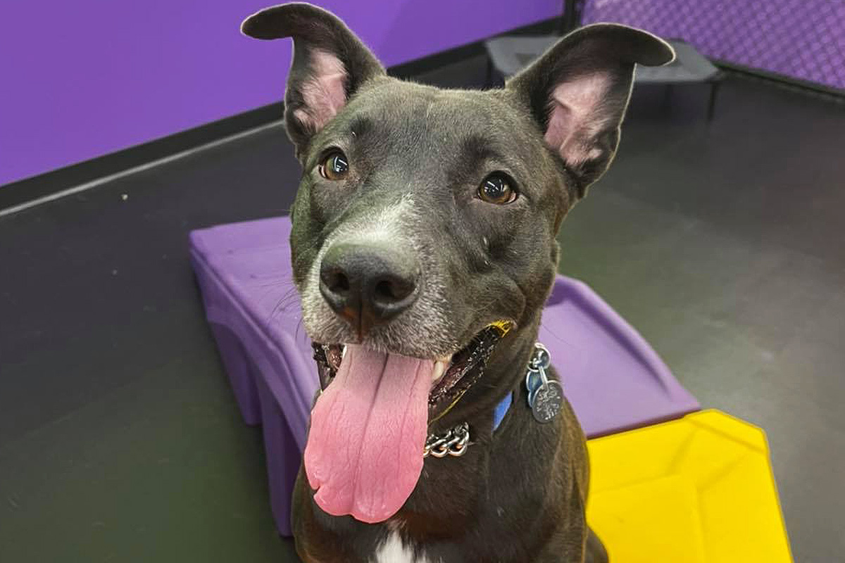 Central Bark West Columbia, SC Doggy Day Care