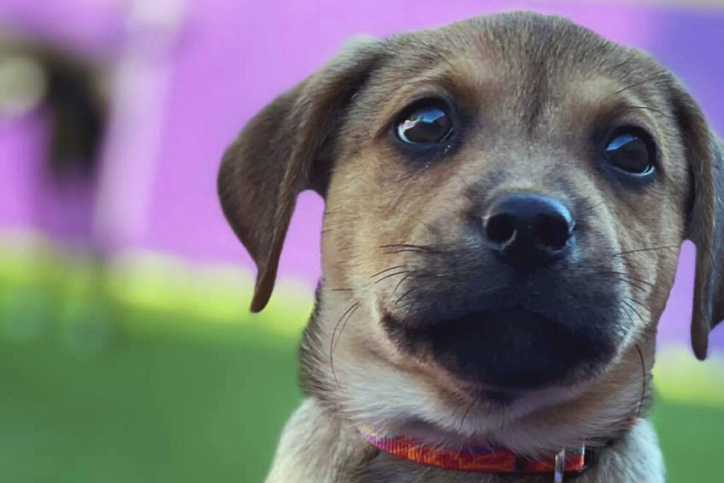 Central Bark West Columbia, SC Doggy Day Care