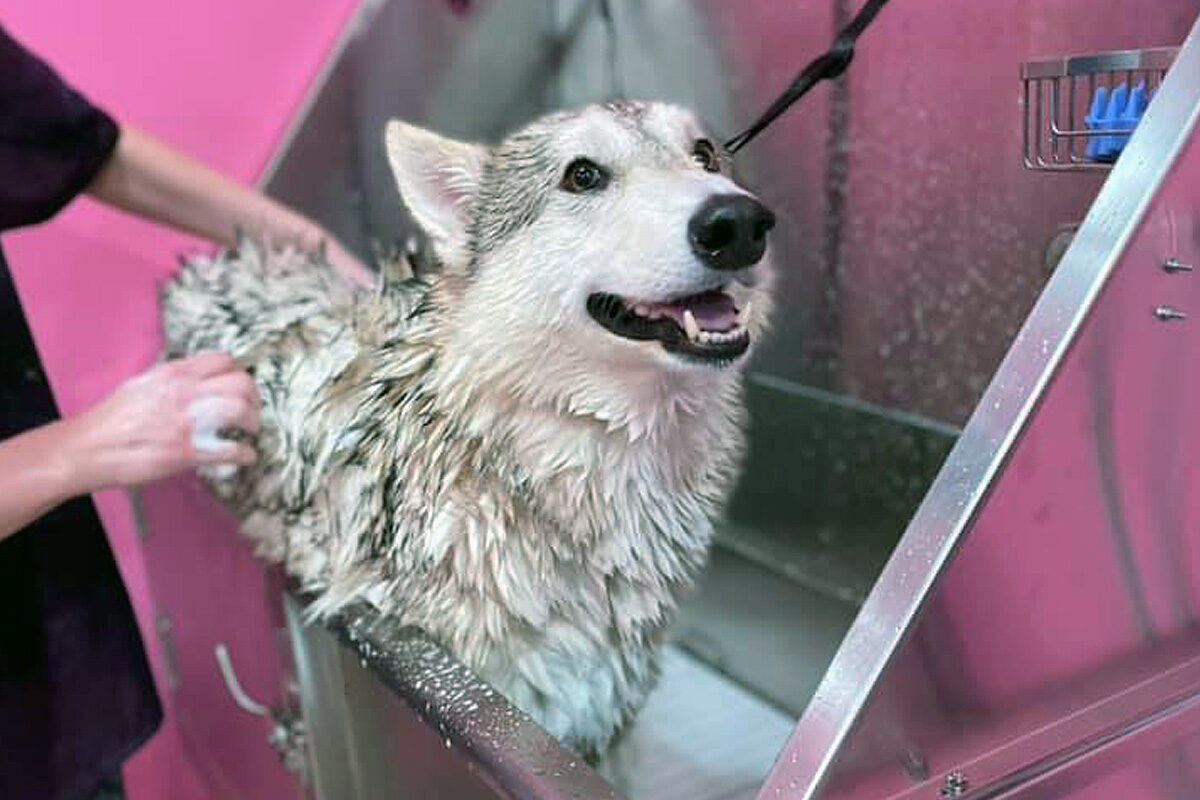 big dog during bath in central bark