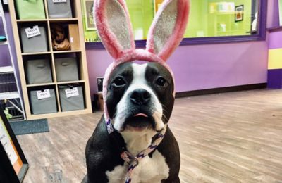 Easter Fun For Your Dog