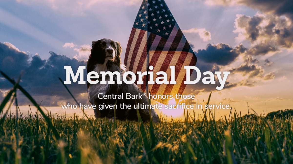 Military Dogs and Memorial Day Central Bark USA