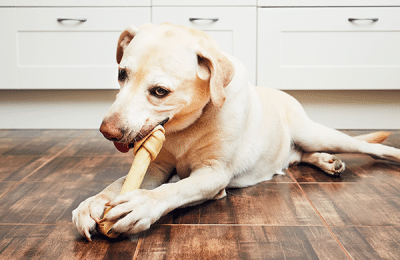 Helpful Information on Dog Bite Prevention