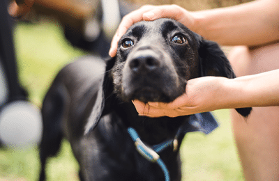 Dog Adoption Tips