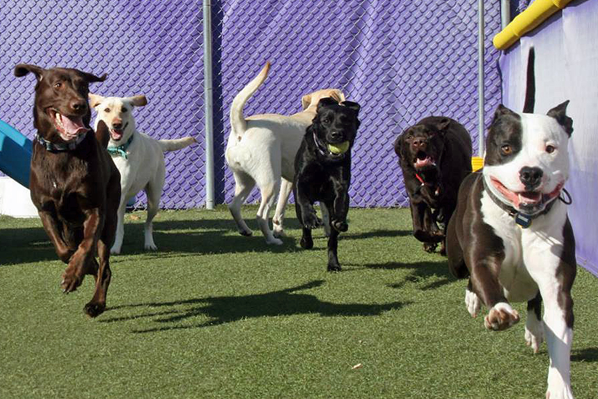dogs running at daycare
