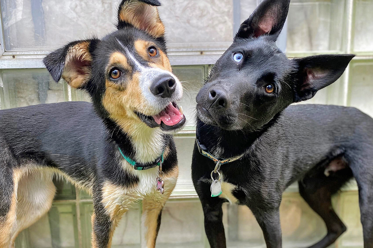 two black dogs posing