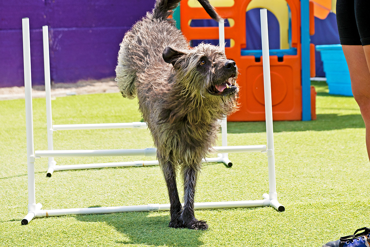 dog jumping over hurdle