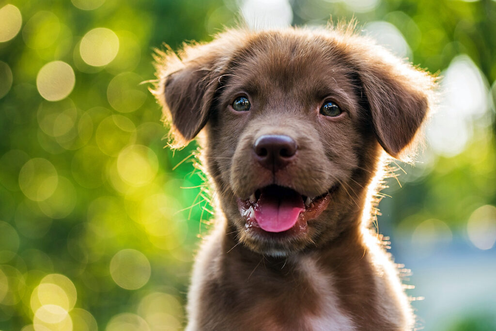 Puppy Hour Free Puppy Socialization at Central Bark USA Puppy Hour Free Puppy Socialization at Central Bark USA