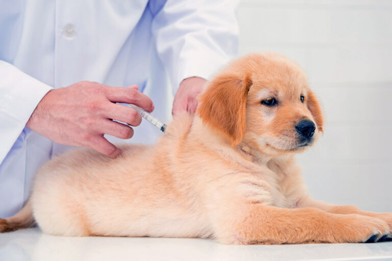 What Vaccines Does My Puppy Need? Central Bark USA