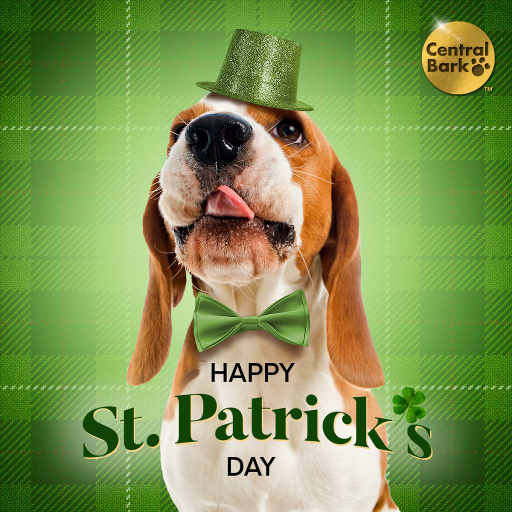 dog with green hat and bow