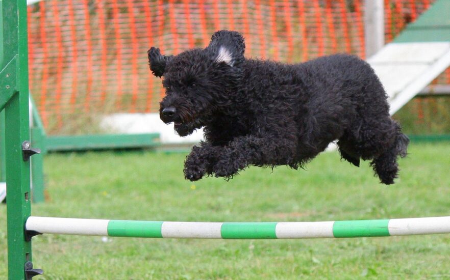 black dog jumping