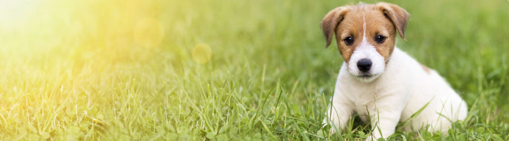 puppy outdoors