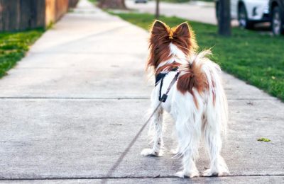 How to Protect Your Dog’s Paws from Hot Pavement