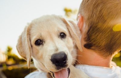 Tears of Joy – New Study Details Link Between Tears and Emotions in Dogs