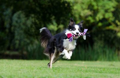 Tips to Keep Your Dog Fit During National Canine Fitness Month