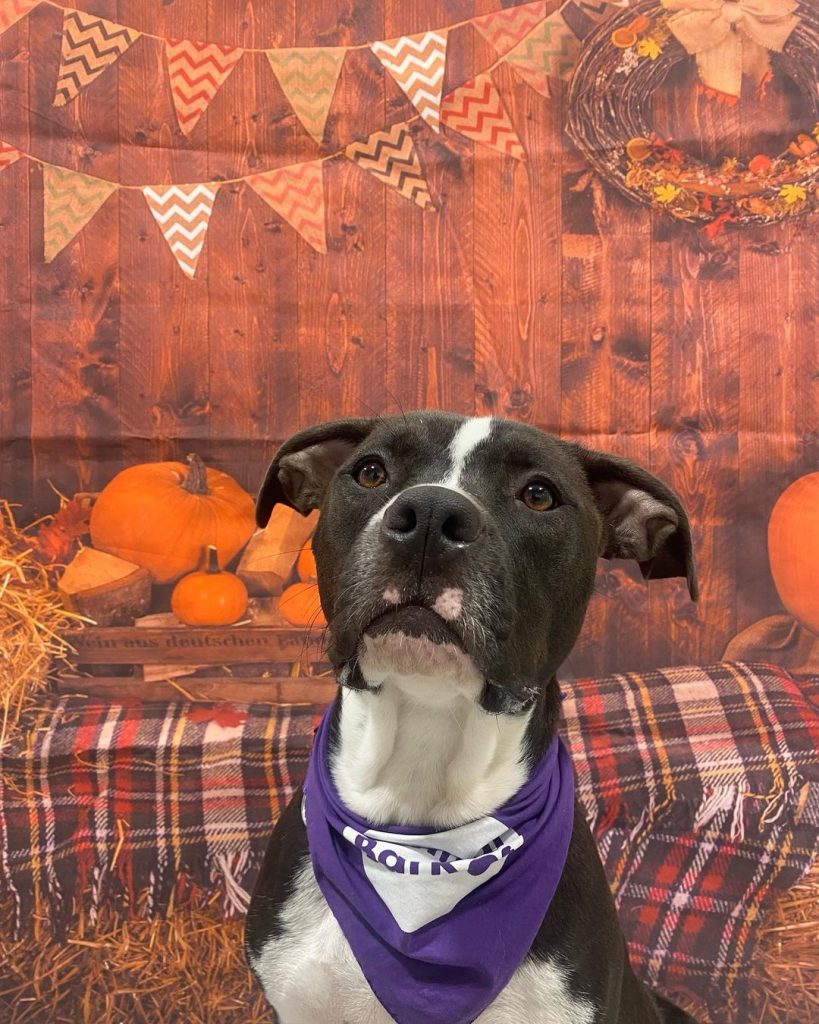A Guide to a DogFriendly Thanksgiving Central Bark USA