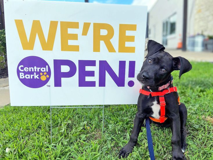 Black puppy near Central Bark The Woodlands Grand Opening Sign