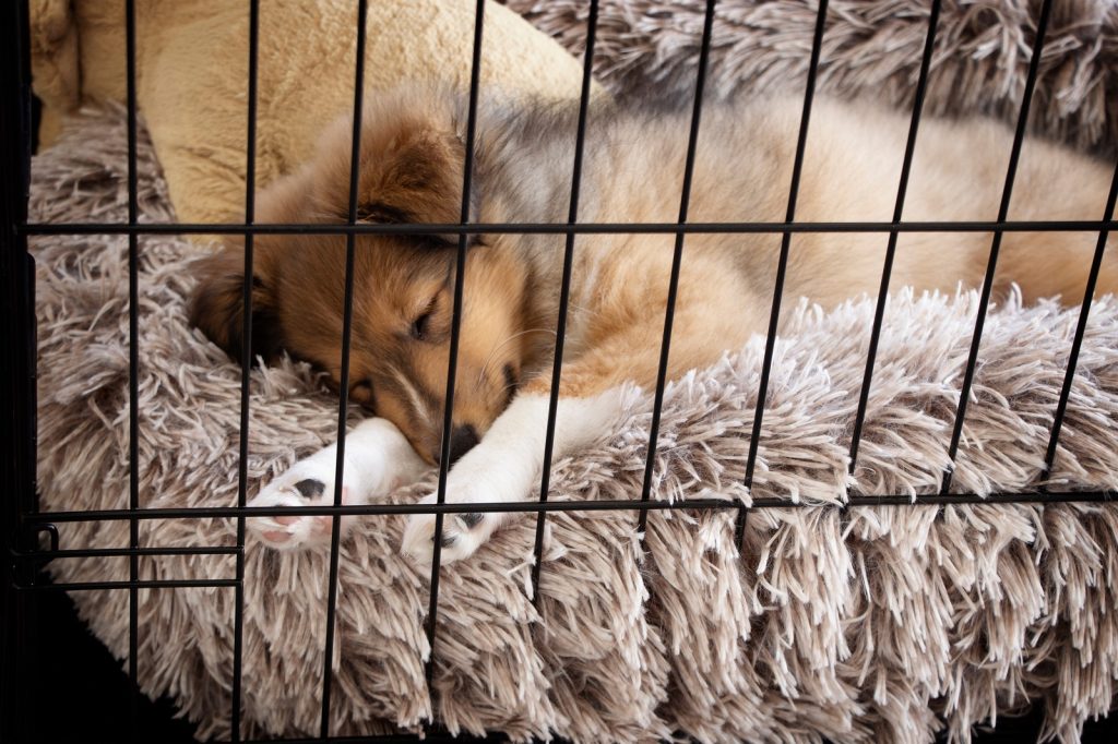 Pups sleeping on fluffy and warm bed