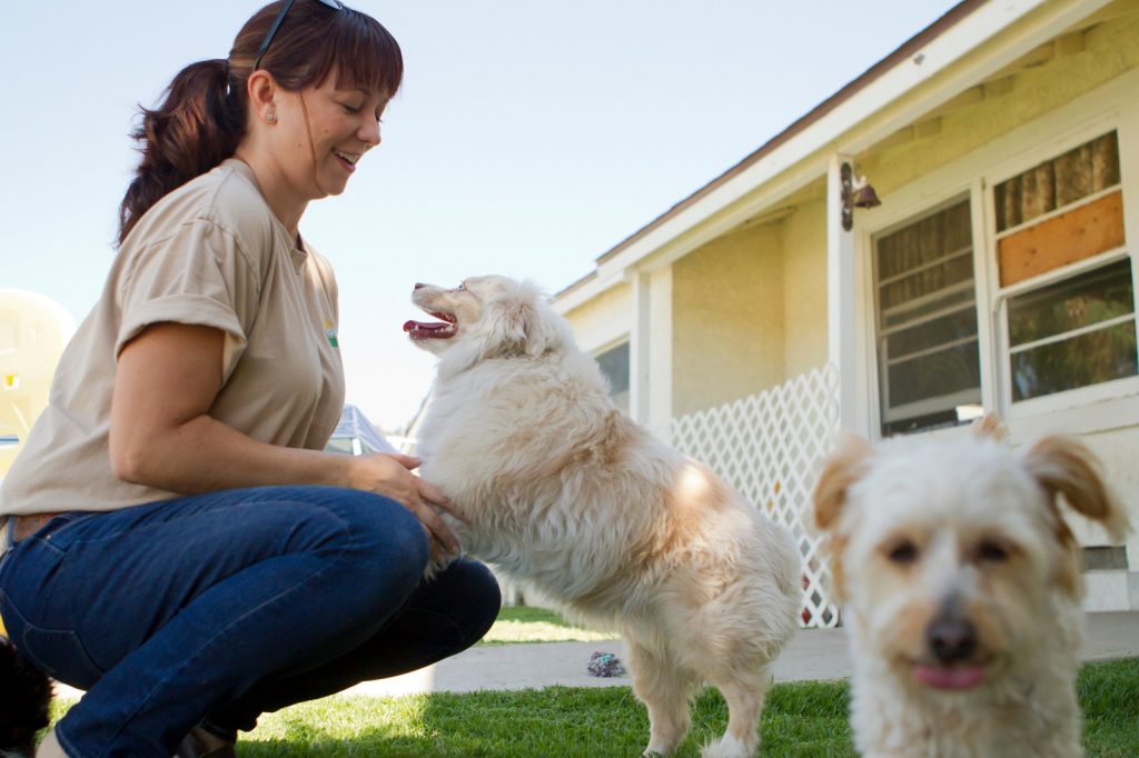 A dog boarding worker plays with several small dogs.