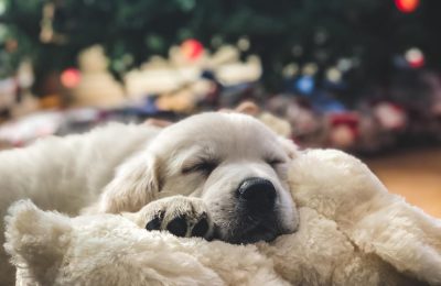 two puppies lying safely during holiday season