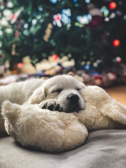 two puppies lying safely during holiday season