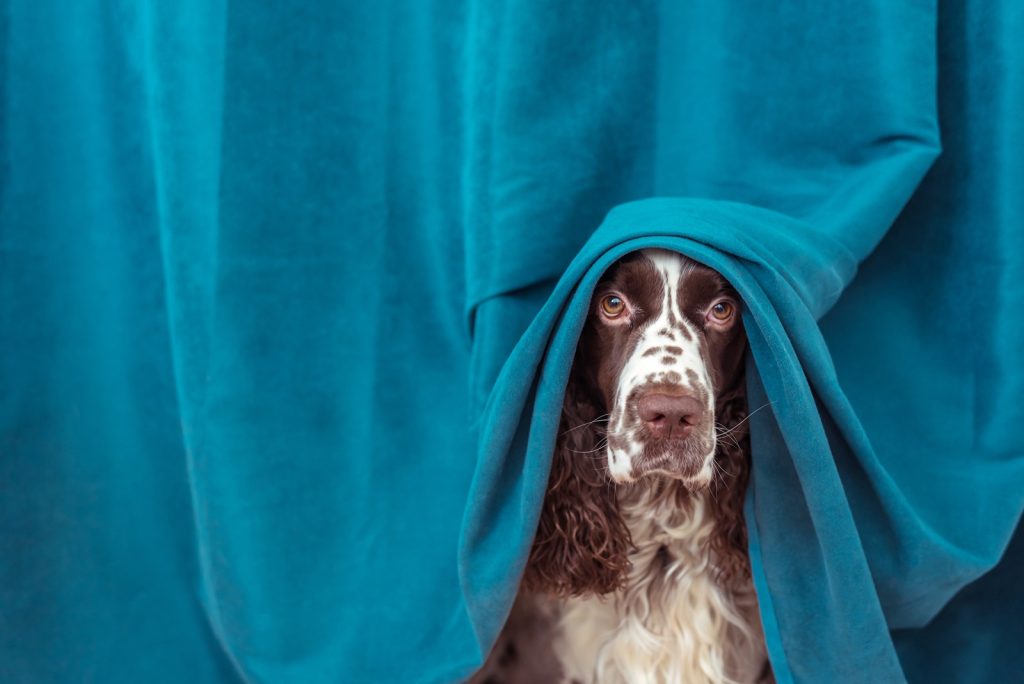 Dog hiding behind blue curtains