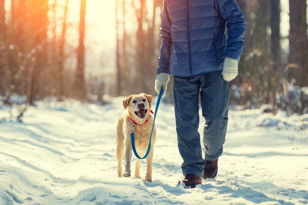 dog and owner walking outdoors