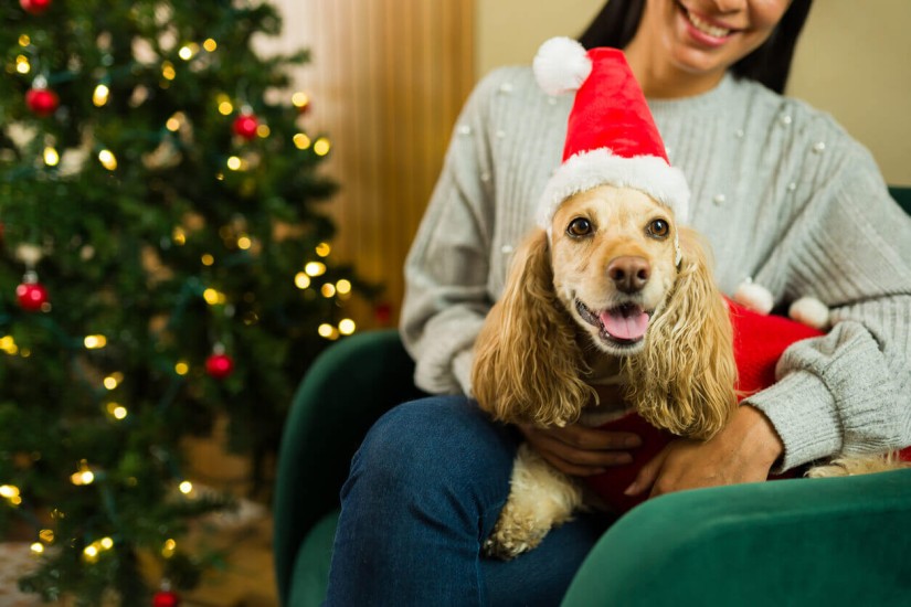 Holiday dog portrait