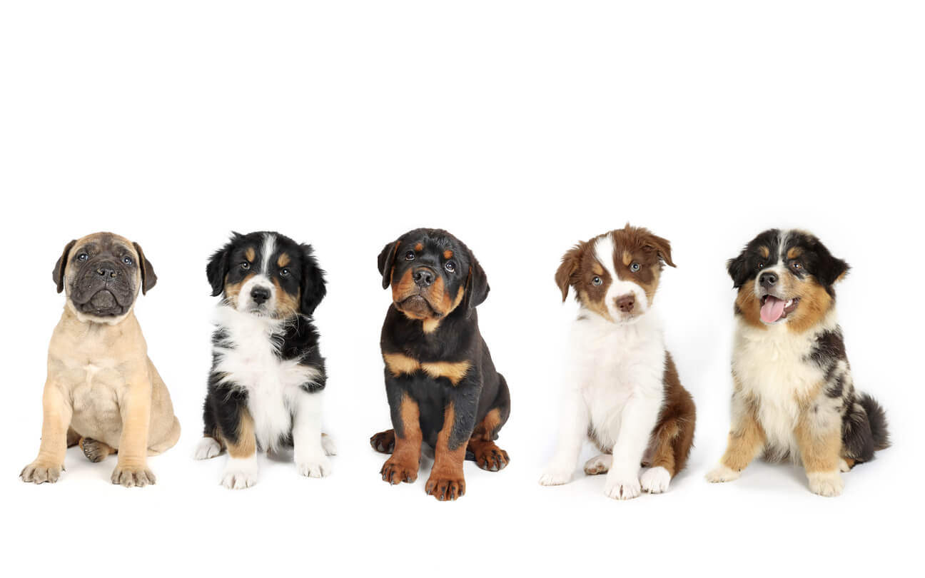 Young pups socializing safely to help determine when can puppies go to daycare based on vaccinations.