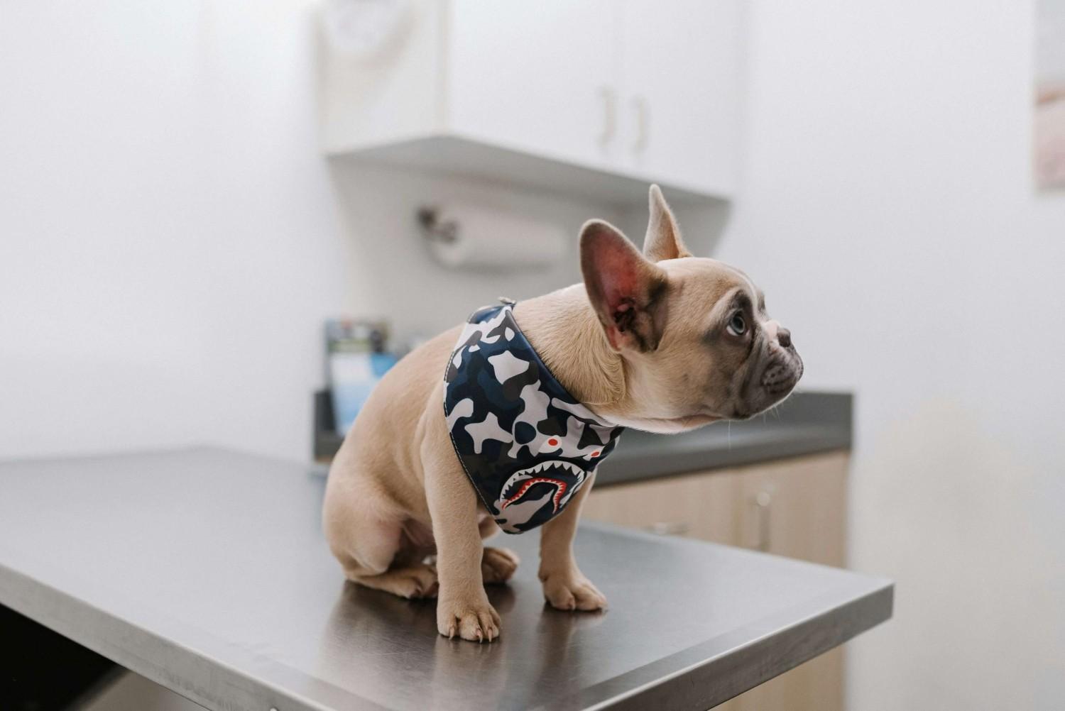 Dog DNA Testing