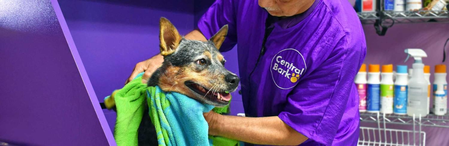 Help Your Dog Groom