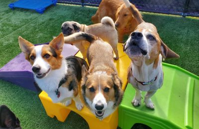 Central Bark Co-Founder Chris Gaba Celebrates 20-Plus Years in Original Fort Lauderdale, FL Location