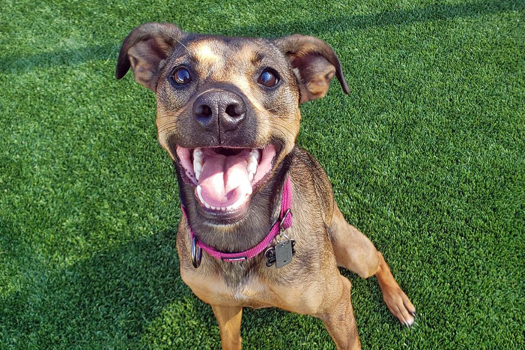 Central Bark York, PA Doggy Day Care