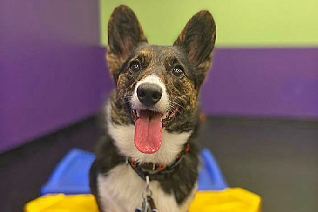Central Bark York, PA Doggy Day Care