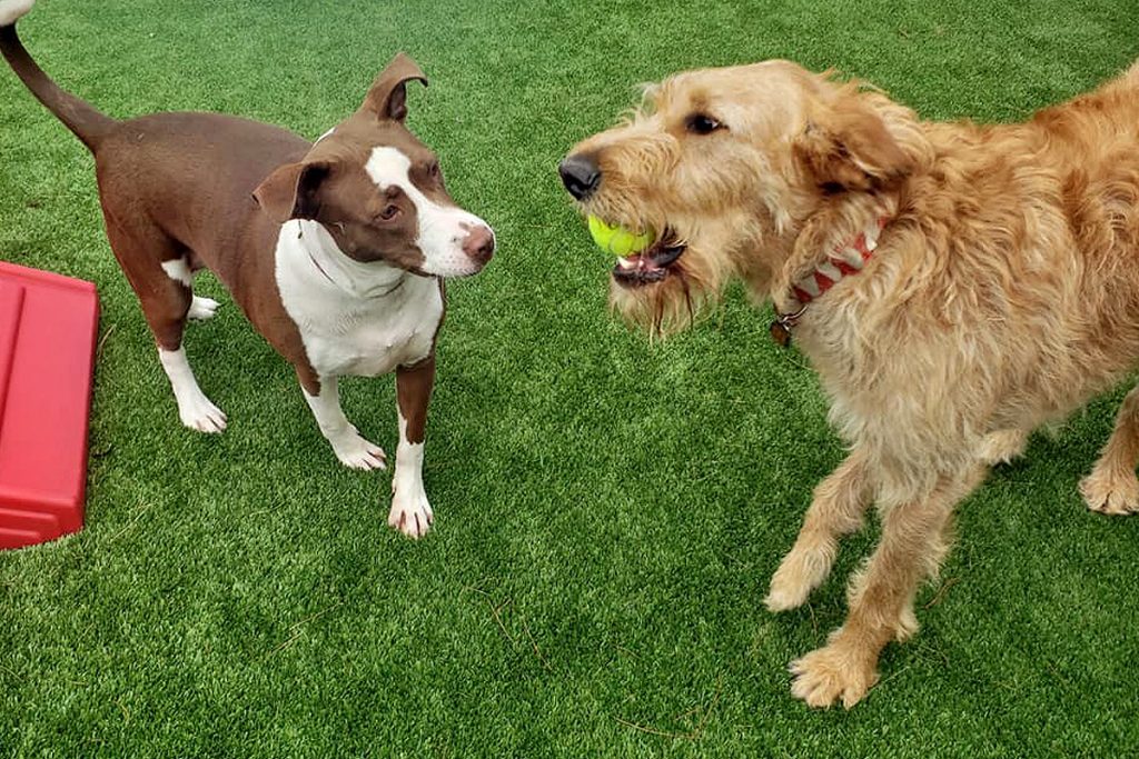 Central Bark York, PA Doggy Day Care