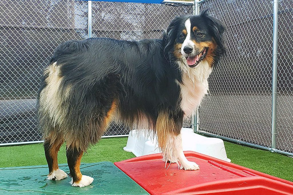 Central Bark York, PA Doggy Day Care