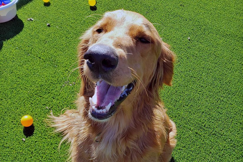 Central Bark York, PA Doggy Day Care