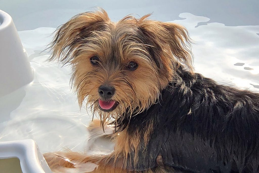 Central Bark York, PA Doggy Day Care