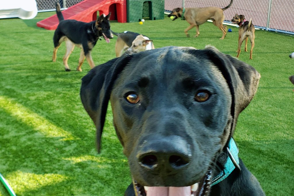 Central Bark York, PA Doggy Day Care