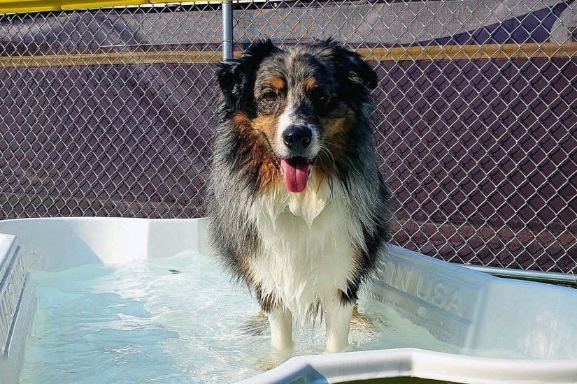 Central Bark York, PA Doggy Day Care