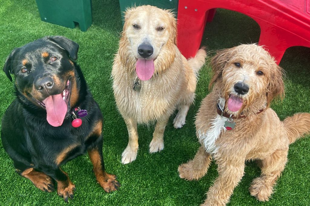 Central Bark York, PA Doggy Day Care